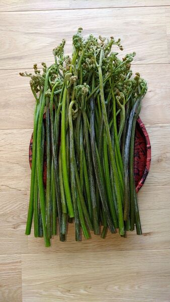 わらび長野県産600g