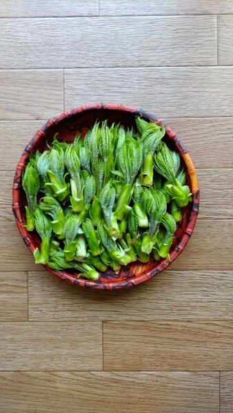 筆コシアブラ天然長野県産100g