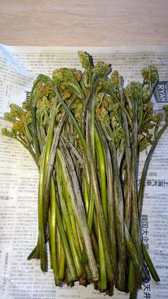 高地天然わらび長野県産600g