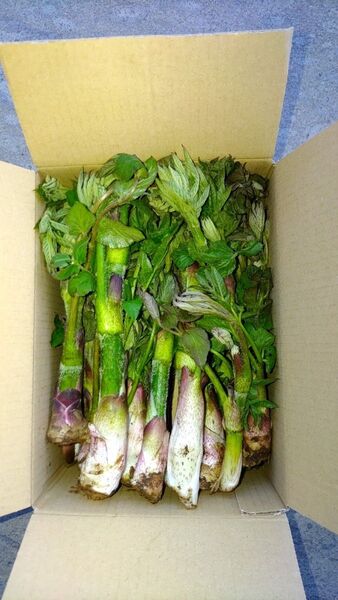 高地天然山うど長野県産300g