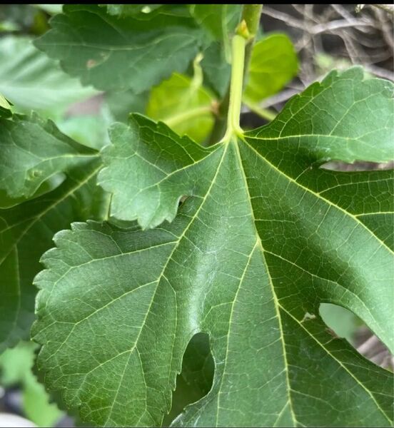 桑の葉 蚕や亀の餌 農薬不使用 枝切り20本 埼玉県産