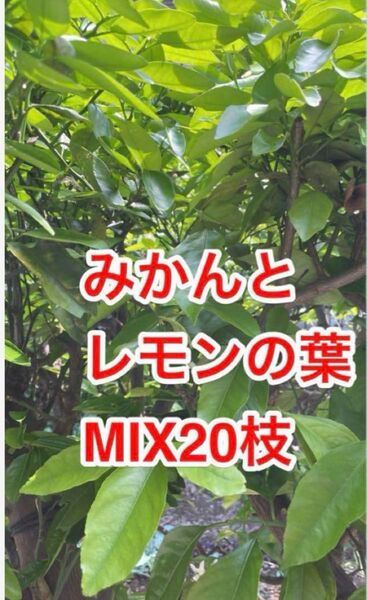 あげは蝶幼虫の餌 枝切り20本 農薬不使用 埼玉県産