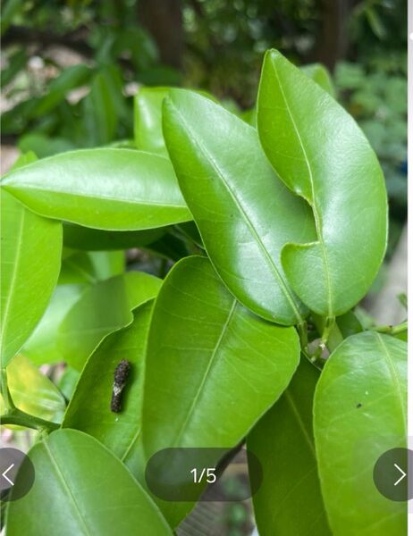 あげは蝶幼虫の餌 枝切り20本 農薬不使用 埼玉県産