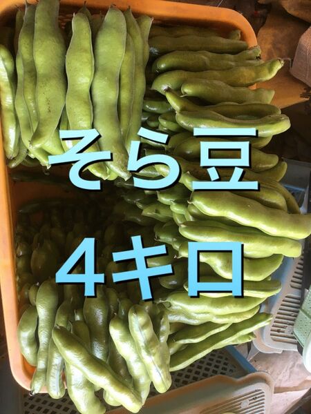 そら豆 4キロ