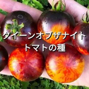クイーンオブザナイトトマトの種(自然栽培)