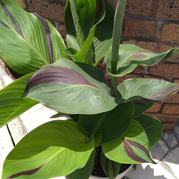 カンナ クレオパトラ 株分け苗 1株 canna ‘cleopatra’