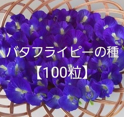 バタフライピーの種【農薬不使用】100粒