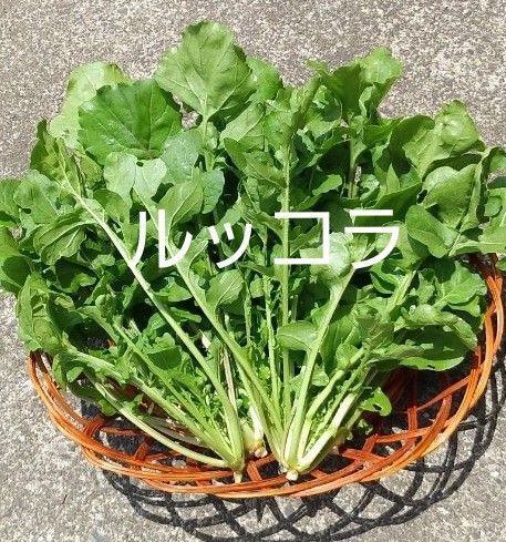 ルッコラ【農薬不使用】ロケット