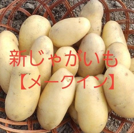 新じゃがいも【メークイン】農薬不使用