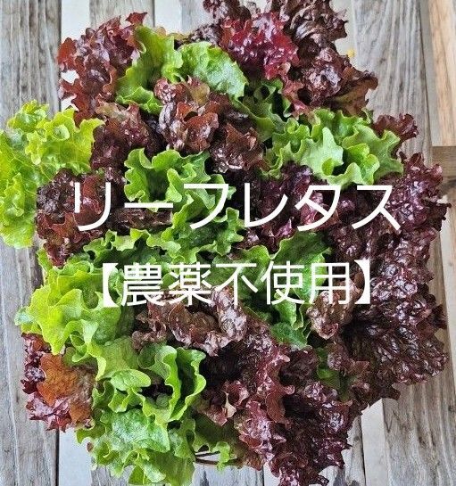 リーフレタス【農薬不使用】ネコポス発送