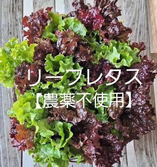 リーフレタス【農薬不使用】ネコポス