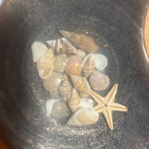 貝殻セット ヒトデ レジンなどに シェル