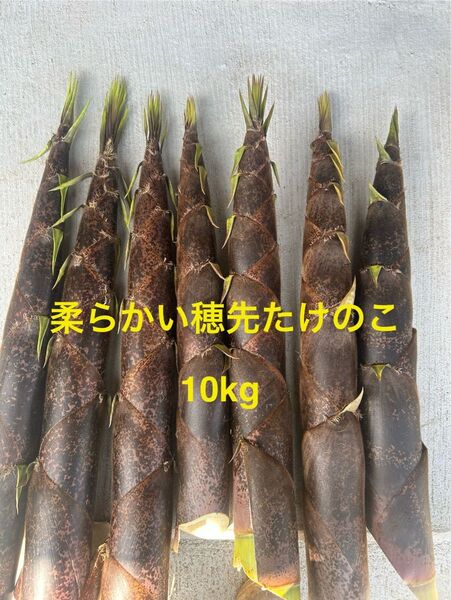 柔らかい穂先たけのこ 10kg
