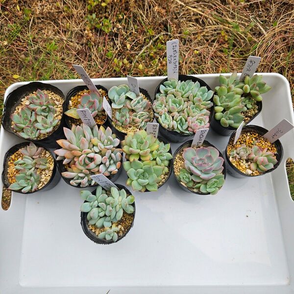 多肉植物 葉挿し苗セット