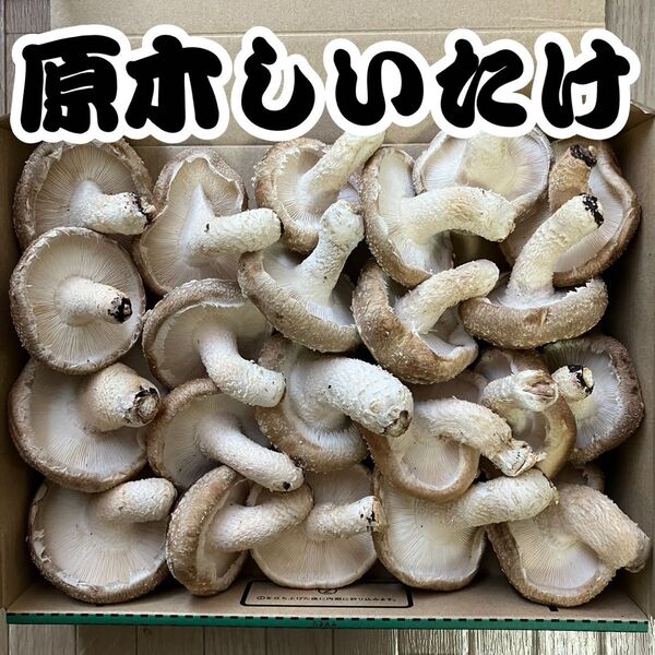 【産地直送】神奈川県産 原木生しいたけ 朝採れ 宅急便コンパクトいっぱい