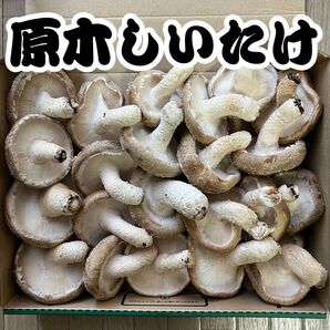【産地直送】神奈川県産 原木生しいたけ 朝採れ 宅急便コンパクトいっぱい