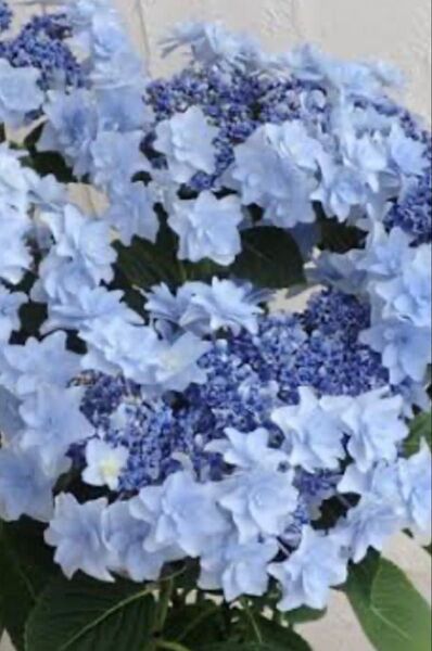 紫陽花