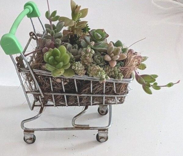 多肉植物の寄せ植え