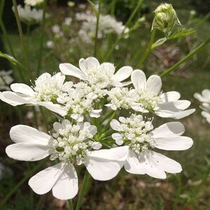 とてもかわいいオルラヤ種 蒔時