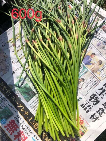 にんにくの芽 600g以上