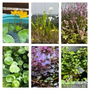水草セット ビオトープ 寄せ植え 浮き草 産卵床 水槽水草 暑さ対策に