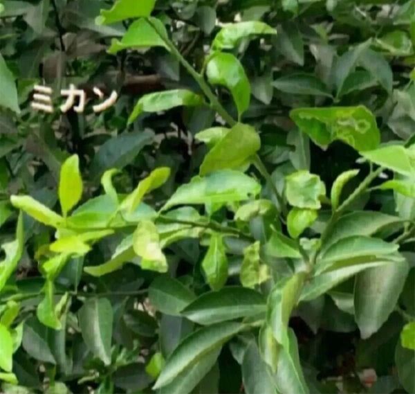 【ミカン】枝を5〜20センチほどにカットして10本送ります☆蝶々の餌にどうぞ☆アゲハチョウ☆無農薬☆