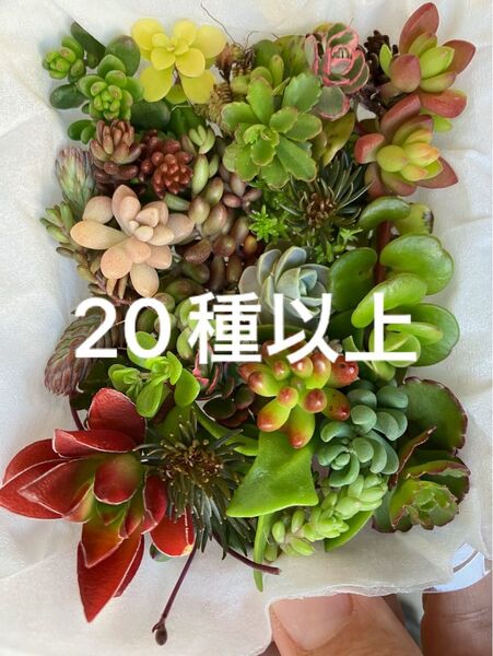 小 多肉植物 カット苗 チマチマ寄せ植え カラフル寄せ植え 詰め合わせ 多肉植物 カット苗