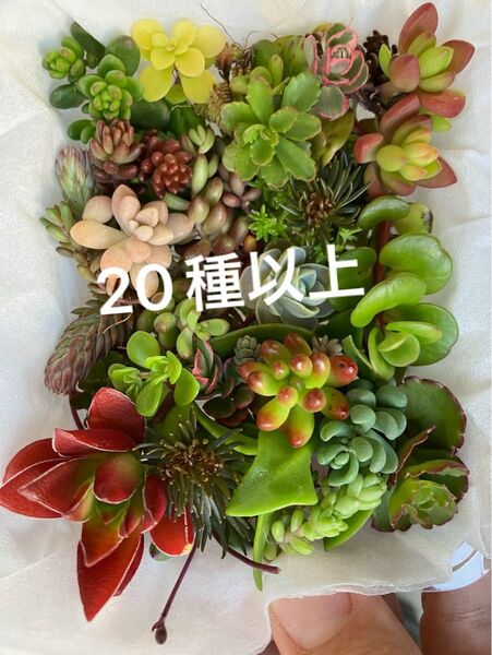 小 多肉植物 カット苗 チマチマ寄せ植え カラフル寄せ植え 詰め合わせ センペルビウム