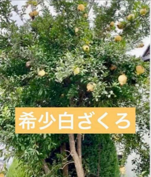 白いざくろ苗木4cmポット入り1株