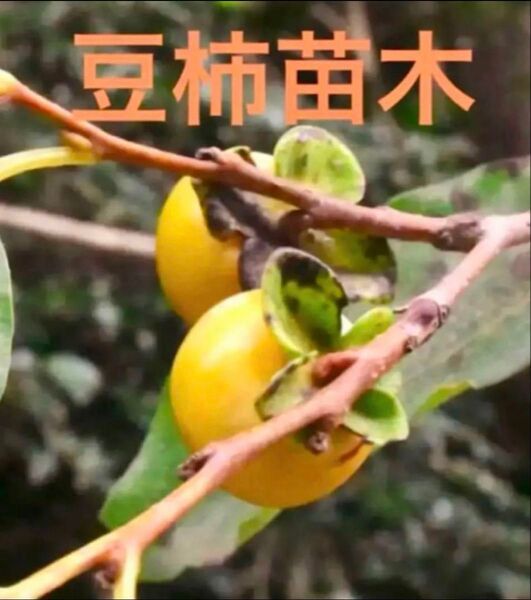 豆柿赤ちゃん苗4cmポット入り1株