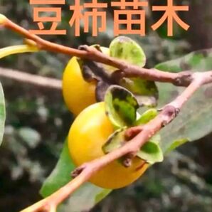 豆柿赤ちゃん苗4cmポット入り1株