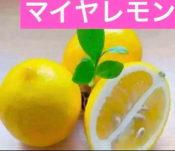 マイヤレモン苗 抜き苗1株D 2年目