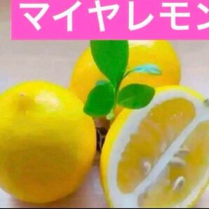 マイヤレモン苗 4cmポット 1株① 2年目