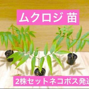 ムクロジ 4cmポット入り2株セット ネコポス発送