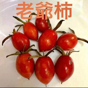 老爺柿抜き苗 1株 2年目(ご購入後お気に入りの番号教えてください)