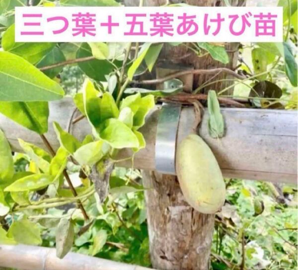 三つ葉+ 五葉あけび 抜き苗2本セット 2年目B ネコポス発送