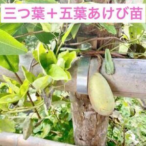 三つ葉+ 五葉あけび 抜き苗2本セット 2年目 A A+D ネコポス発送