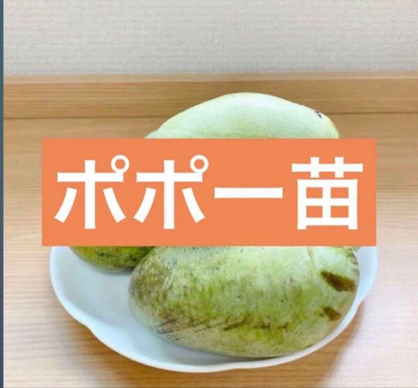 ポポー 抜き苗1株 A (品種不明) 2年目無農薬栽培 現品