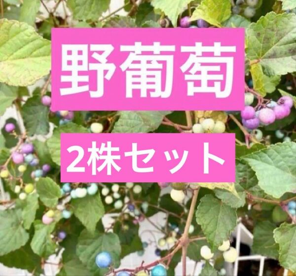 野葡萄苗 4cmポット入り2株セット 2年目