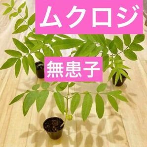 ムクロジ 4cmポット入り1株