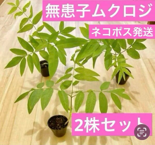 ムクロジ 4cmポット入り2株セット ネコポス発送