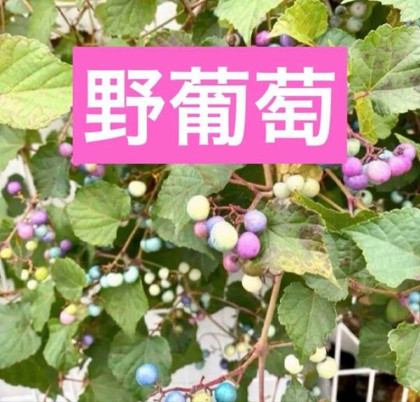野葡萄 抜き苗1株 A 2年目 ネコポス発送