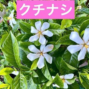 クチナシ抜き苗1株挿木 2年目