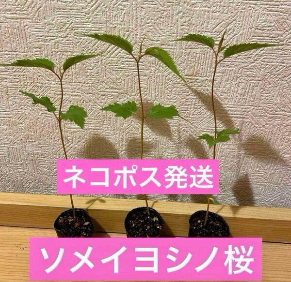 ソメイヨシノ桜4cm入り2株セット ネコポス発送