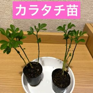 カラタチ小苗4cmポット入り3株セット