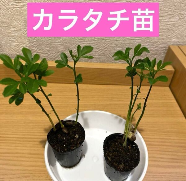 カラタチ苗4cmポット入り 3株セット