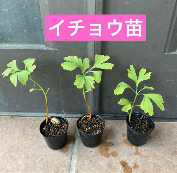 イチョウの苗木 抜き苗1株