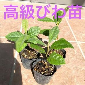 国産無農薬高級びわ苗 抜き苗1株 (虫食い葉焼け有り)