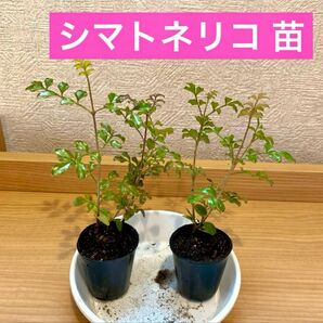 シマトネリコ 苗4cmポット入り 3株セット