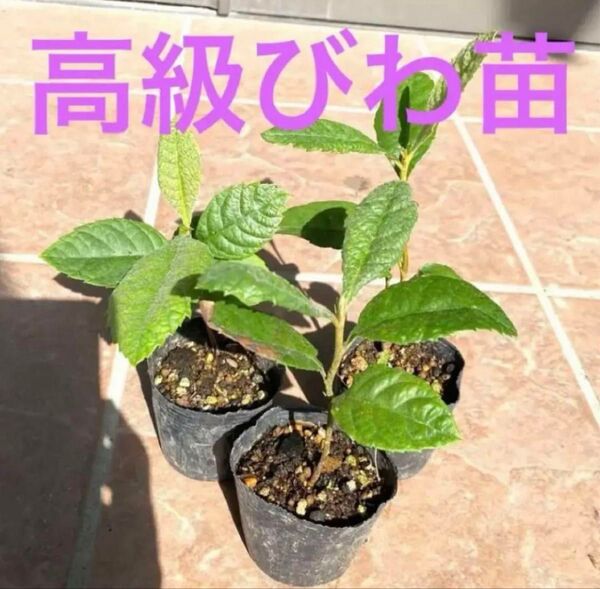 国産無農薬高級びわ苗 抜き苗1株 (虫食い葉焼け有り)